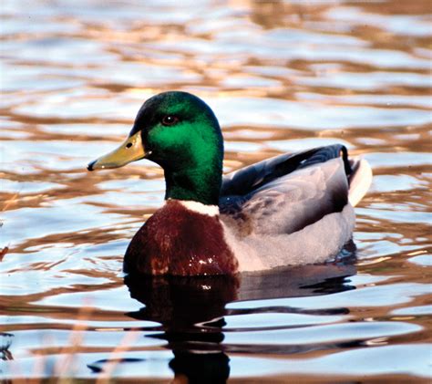 Duck .